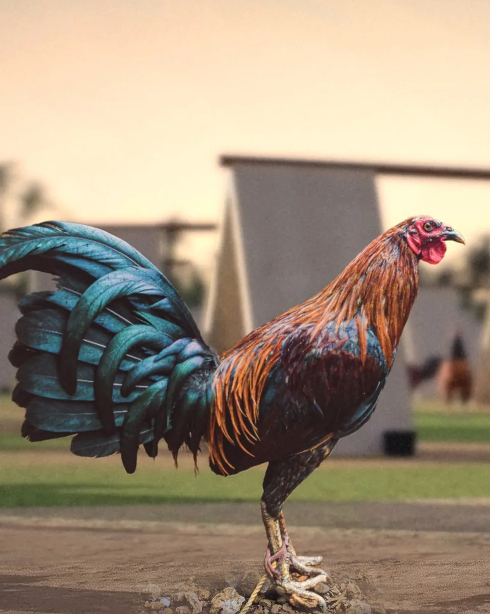 A red gamecock standing on the farm in the morning.